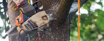 Best Arborist Consultation Services  in Whippany, NJ