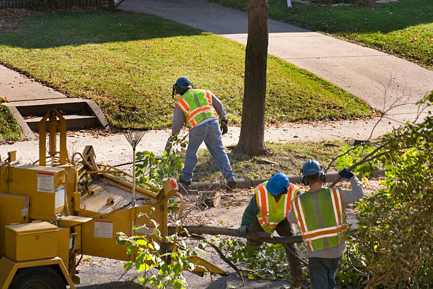 Best Commercial Tree Services  in Whippany, NJ