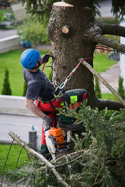 Best Tree Removal  in Whippany, NJ